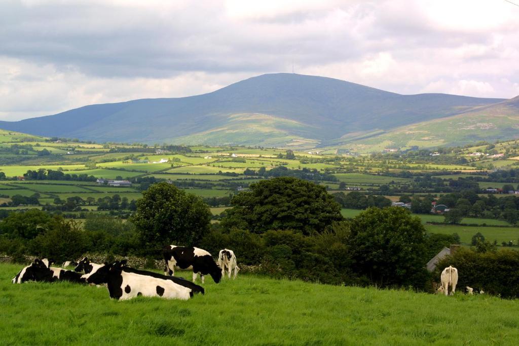 Brandon View House B&B Graiguenamanagh ภายนอก รูปภาพ